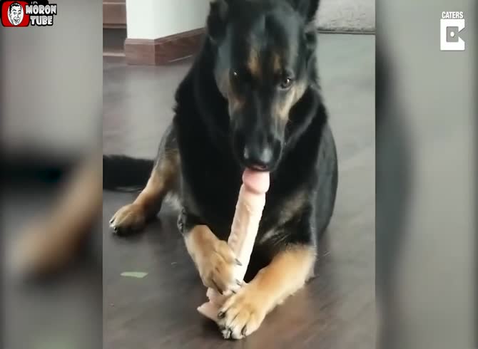 Video :A canine discovers a humorous chew toy (Newport)